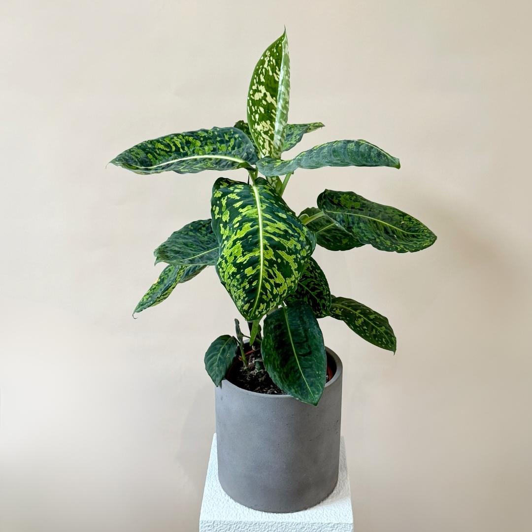 dieffenbachia compacta ingrijire Dieffenbachia Reflector H60 cm - Plante de interior rare