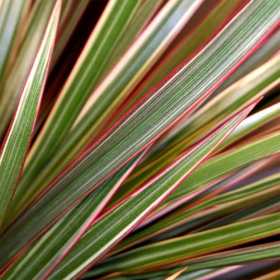 Dracaena marginata Bicolor H175 cm – PlantUp