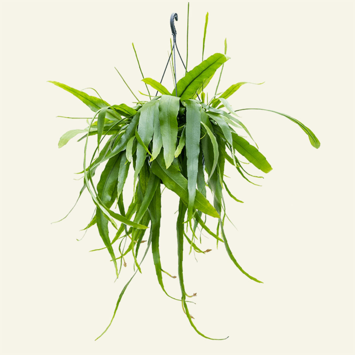 Epiphyllum pumilum (White Orchid Cactus) H30 cm – PlantUp