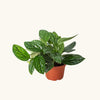 Epipremnum 'Marble Planet' H20 cm