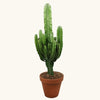 Euphorbia abyssinica H120 cm