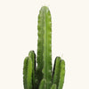 Euphorbia abyssinica H120 cm