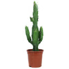 Euphorbia acrurensis (Candlestick Cactus) H75 cm