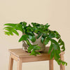 Epiphyllum chrysocardium (Fernleaf Cactus) H35 cm
