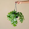 Epiphyllum chrysocardium (Fernleaf Cactus) H35 cm