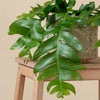 Epiphyllum chrysocardium (Fernleaf Cactus) H35 cm