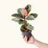 Ficus elastica belize H30 cm