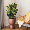 Ficus elastica 'Robusta' H90 cm