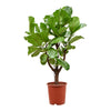 Ficus lyrata tip copac H140 cm