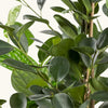 Ficus Moclame H150 cm