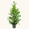 Ficus Moclame H150 cm