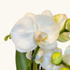 Phalaenopsis White Champagne (Orhidee) H35 cm
