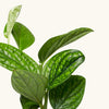Epipremnum 'Marble Planet' H20 cm