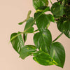 Scindapsus aureus (Pothos) H45 cm