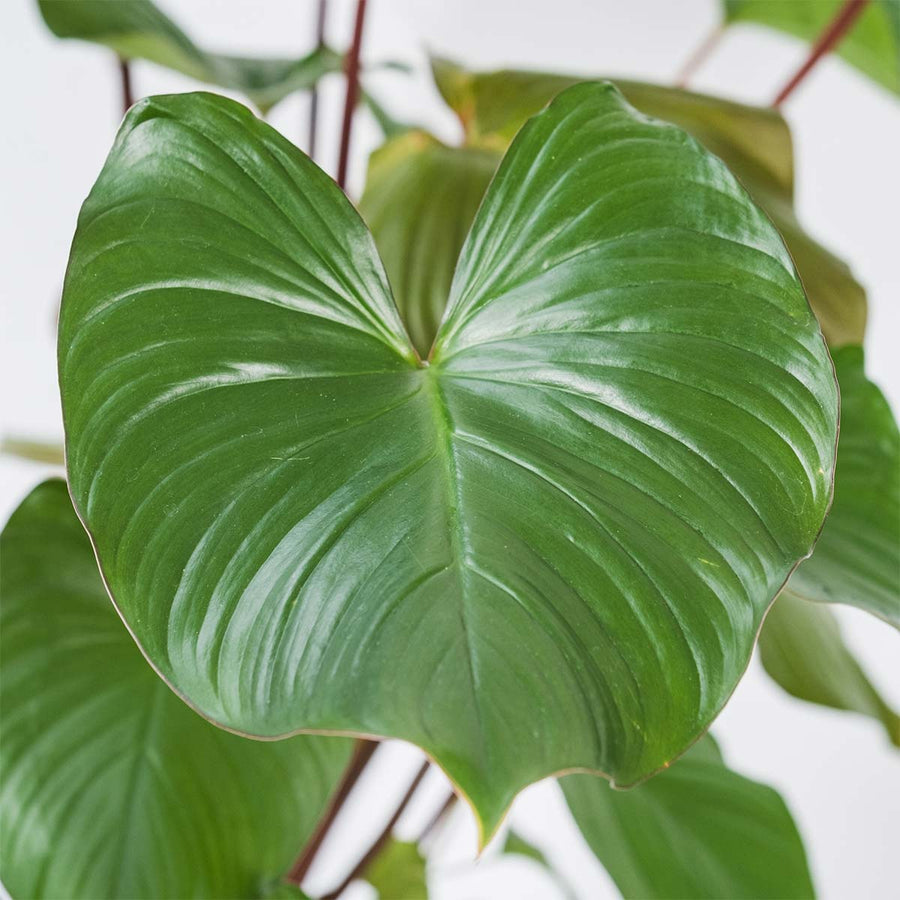 Homalomena rubescens 'Maggy' H90 cm – PlantUp