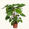 Homalomena rubescens 'Maggy' H90 cm
