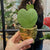 Hoya kerrii & Ghiveci Ceramica H12 cm