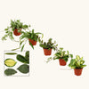 Hoya mixed H15 cm