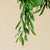 Hoya wayettii H35 cm