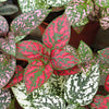 Hypoestes (Polka Dot Plant) H12 cm