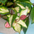 Hoya carnosa tricolor H25 cm