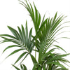 Kentia palm (Howea forsteriana) H150 cm