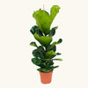 Ficus lyrata (Smochinul lira) H100 cm
