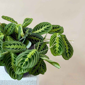 Maranta (Prayer plant)