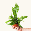 Microsorum Crocodyllus (Crocodile Fern) H20 cm