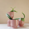Monkey's Tail Cactus (Hildewintera colademononis) H20 cm