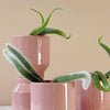 Monkey's Tail Cactus (Hildewintera colademononis) H20 cm