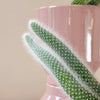 Monkey's Tail Cactus (Hildewintera colademononis) H20 cm