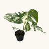 Monstera Albo Variegata H30
