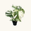 Monstera Albo Variegata H30
