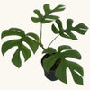 Monstera deliciosa (Pertusum Grp) 'Little Sister' H25 cm