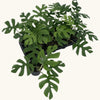 Monstera deliciosa (Pertusum Grp) 'Little Sister' H25 cm