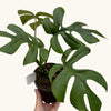 Monstera deliciosa (Pertusum Grp) 'Little Sister' H25 cm
