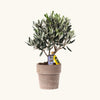 Olea europea (Maslin) & Ghiveci terracotta H35 cm