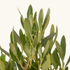 Olea europea (Maslin) & Ghiveci terracotta H35 cm