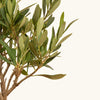 Olea europea (Maslin) & Ghiveci terracotta H35 cm