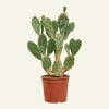 Opuntia vulgaris (Prickly Pear Cactus) H50 cm