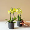 Phalaenopsis 'Yellow Miracle' Suzy (Mini Orhidee) H25 cm