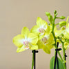 Phalaenopsis 'Yellow Miracle' Suzy (Mini Orhidee) H25 cm