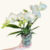Phalaenopsis White Champagne (Orhidee) H35 cm