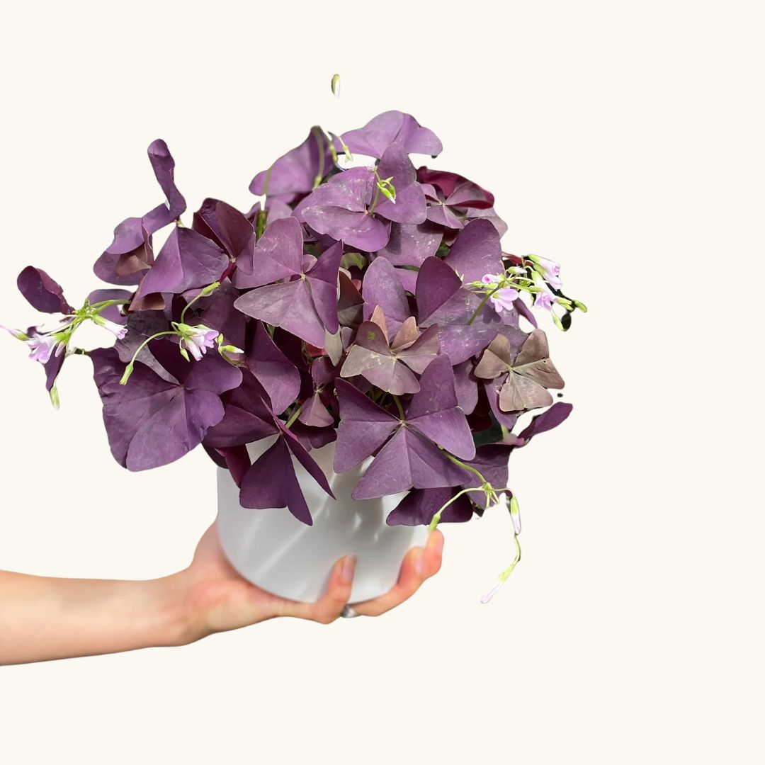 Oxalis triangularis 'Myke' H20 cm - Trifoi ornamental violet - Plante ...
