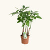 Pachira aquatica (Arborele banilor) H60 cm