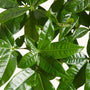 Pachira aquatica 