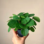 Peperomia