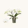 Phalaenopsis White Champagne (Orhidee) H35 cm