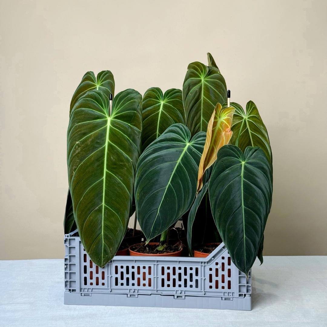 philodendron lumina Philodendron melanochrysum - Plante cu frunze catifelate - Plante rare de interior